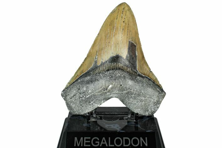 Serrated, Fossil Megalodon Tooth - North Carolina #319904